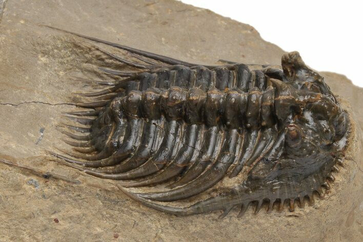 Spiny Leonaspis Trilobite - Very Large Specimen #232773